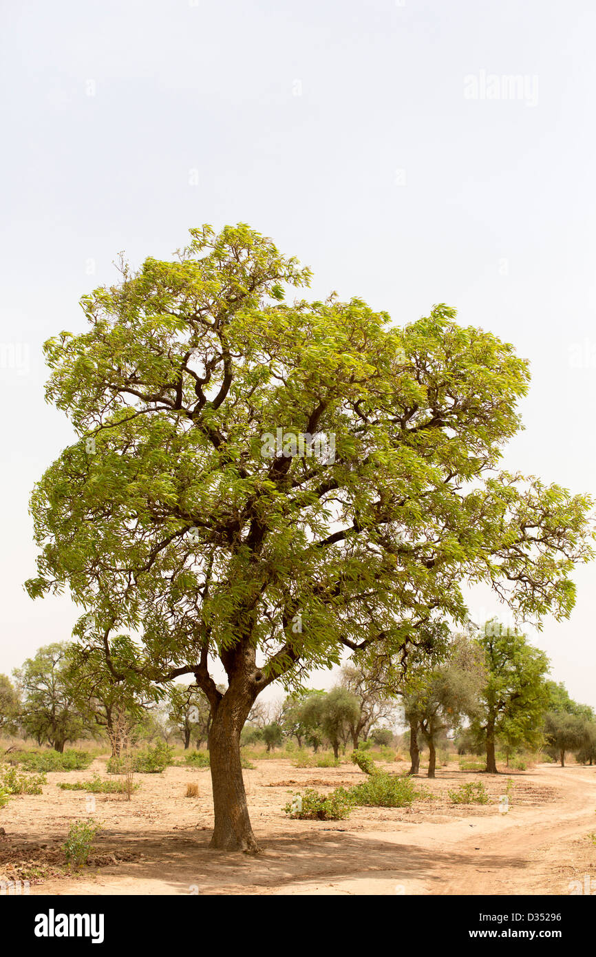 Yako, Burkina Faso, Mai 2012 : l'arbre de karité Banque D'Images