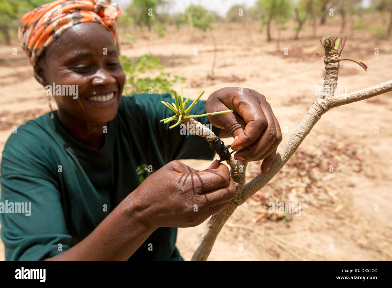 Yako, Burkina Faso, Mai 2012 : un membre du personnel de la SEMUS greffage d'arbres montre Banque D'Images