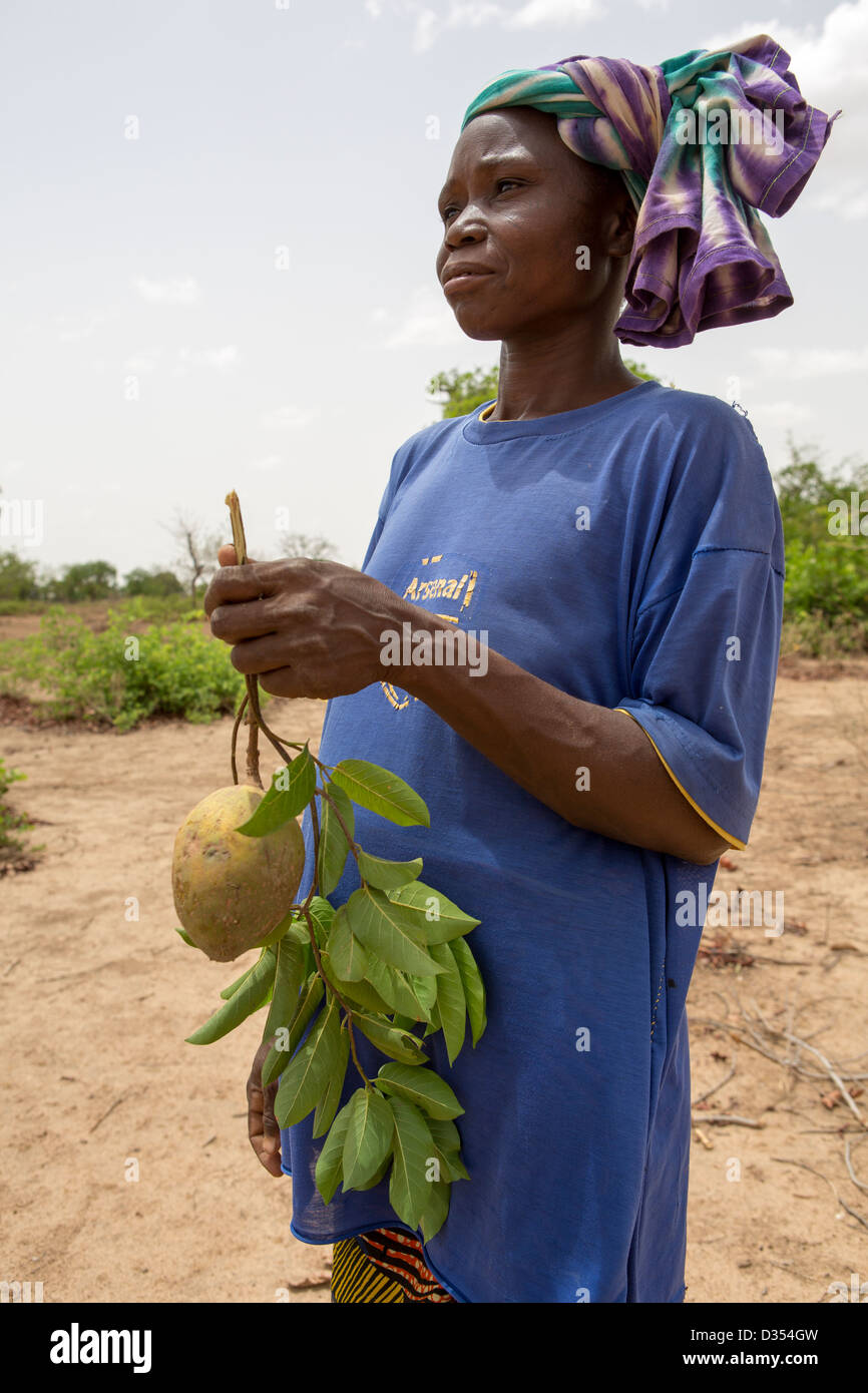 Yako, Burkina Faso, Mai 2012 : une femme rassemble les fruits sauvages de Saba Senegalensis arbuste parasite, très utile dans la période de disette. Banque D'Images