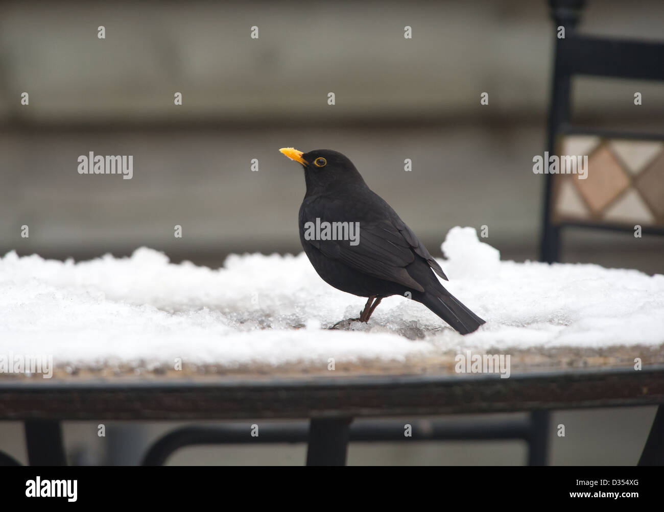 Blackbird mâle (Turdus merula) Banque D'Images