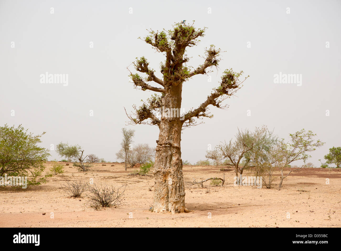 Barsalogho, Burkina Faso, Mai 2012 : Boabab tree dans chaud et aride. Banque D'Images