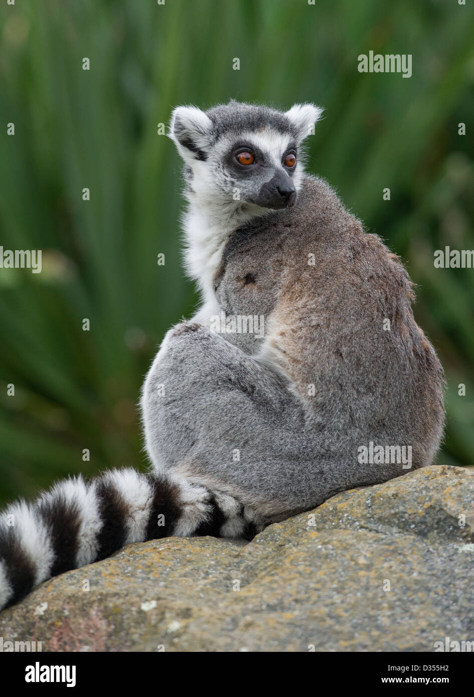 Untitled Document (Lemur catta) Banque D'Images