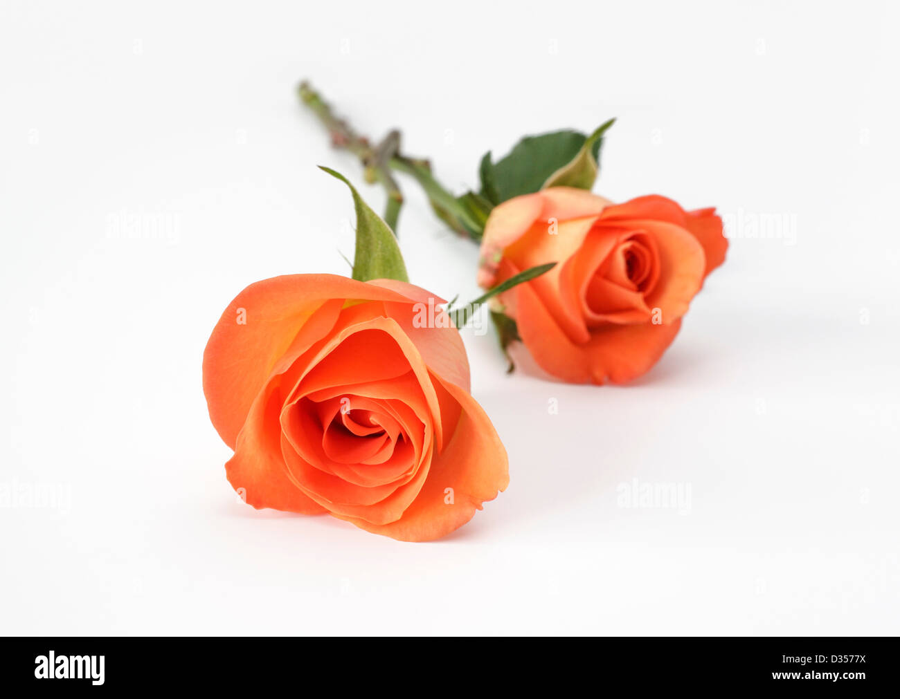 Deux roses orange sur fond blanc Banque D'Images