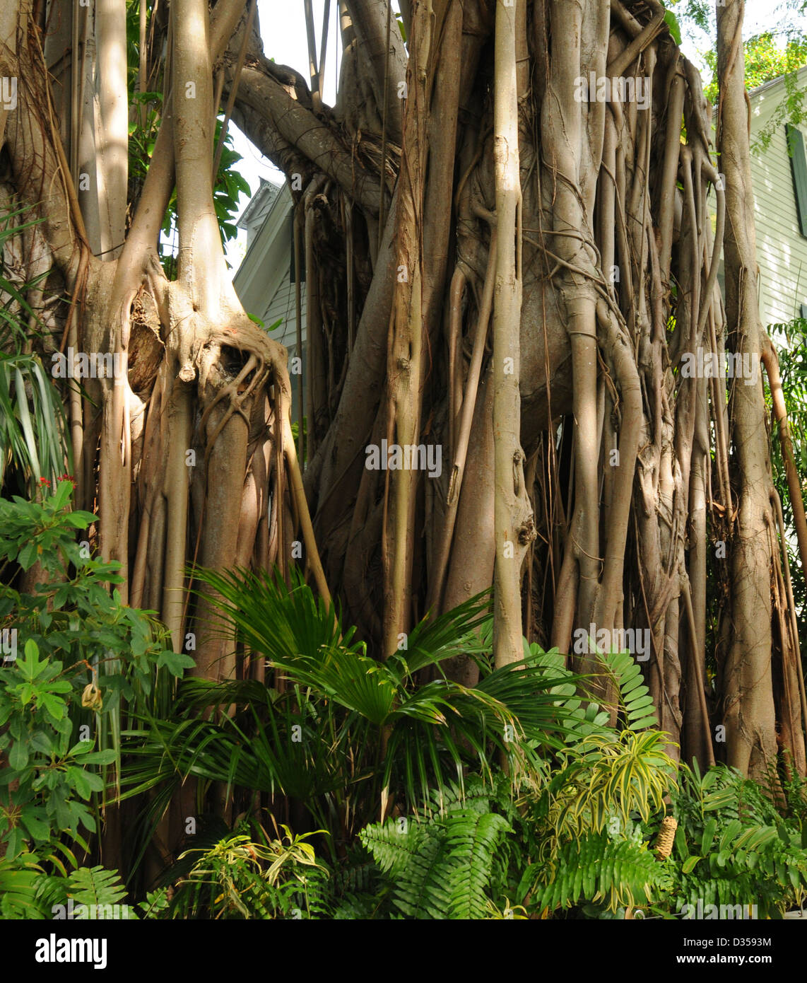 Close up of Banyan Tree bark Banque D'Images