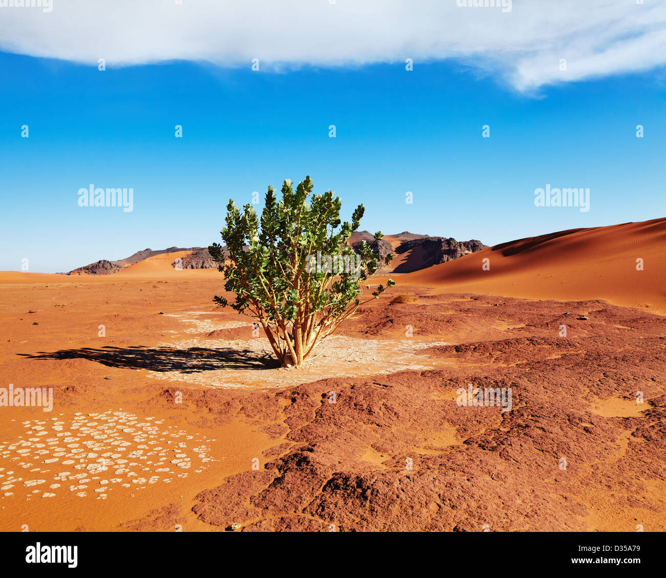 Seul arbre dans désert du Sahara, l'Algérie Banque D'Images
