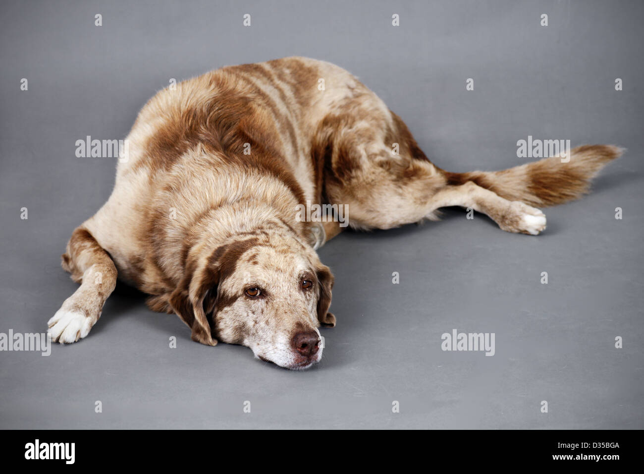 Mignon et drôle à grand chien brun tacheté, de repos pourrait être fatigué, vieux, malades ou blessés. Banque D'Images