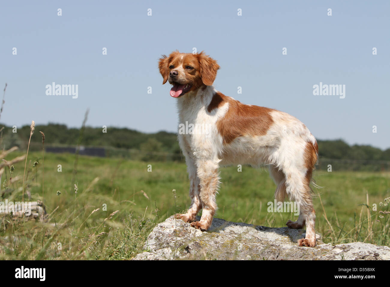 chien-pagneul-breton-adultes-l-epagneul-breton-debout-sur-un-rocher