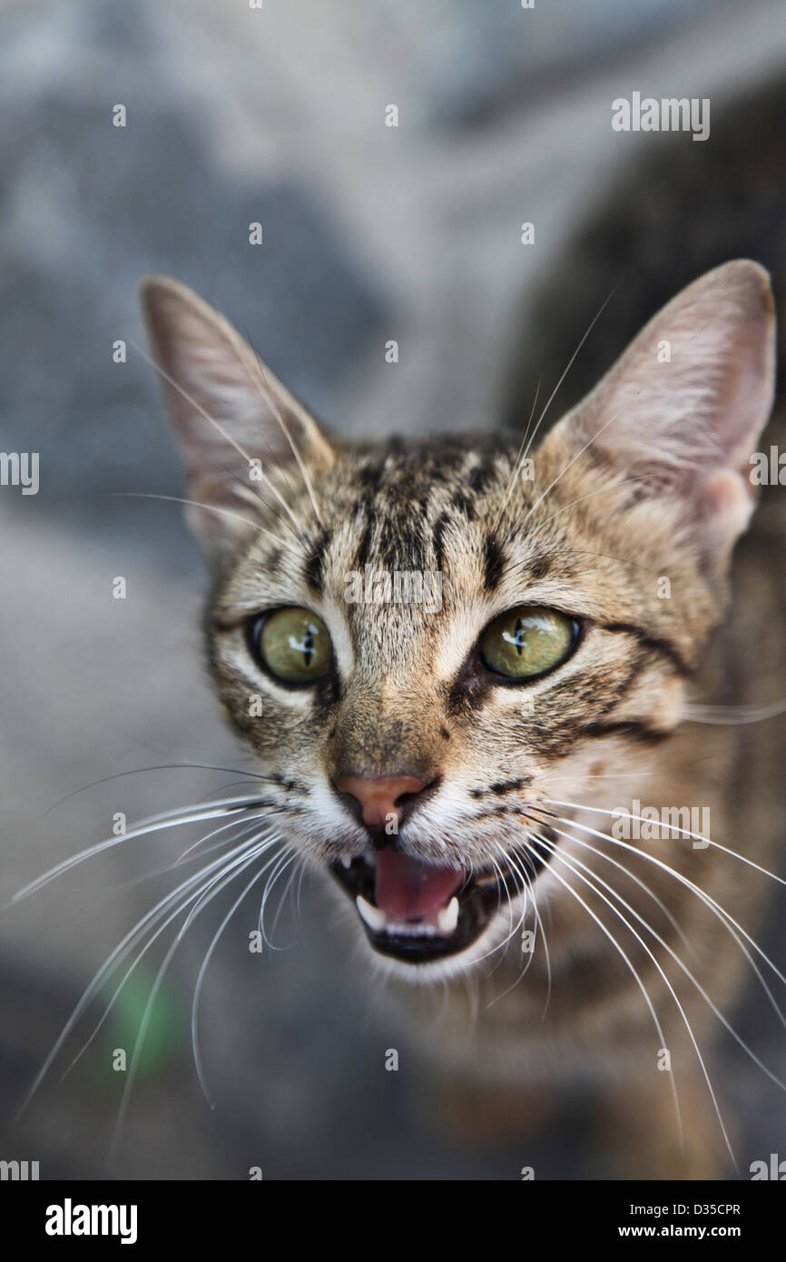 Cross Eyed Banque D Image Et Photos Alamy