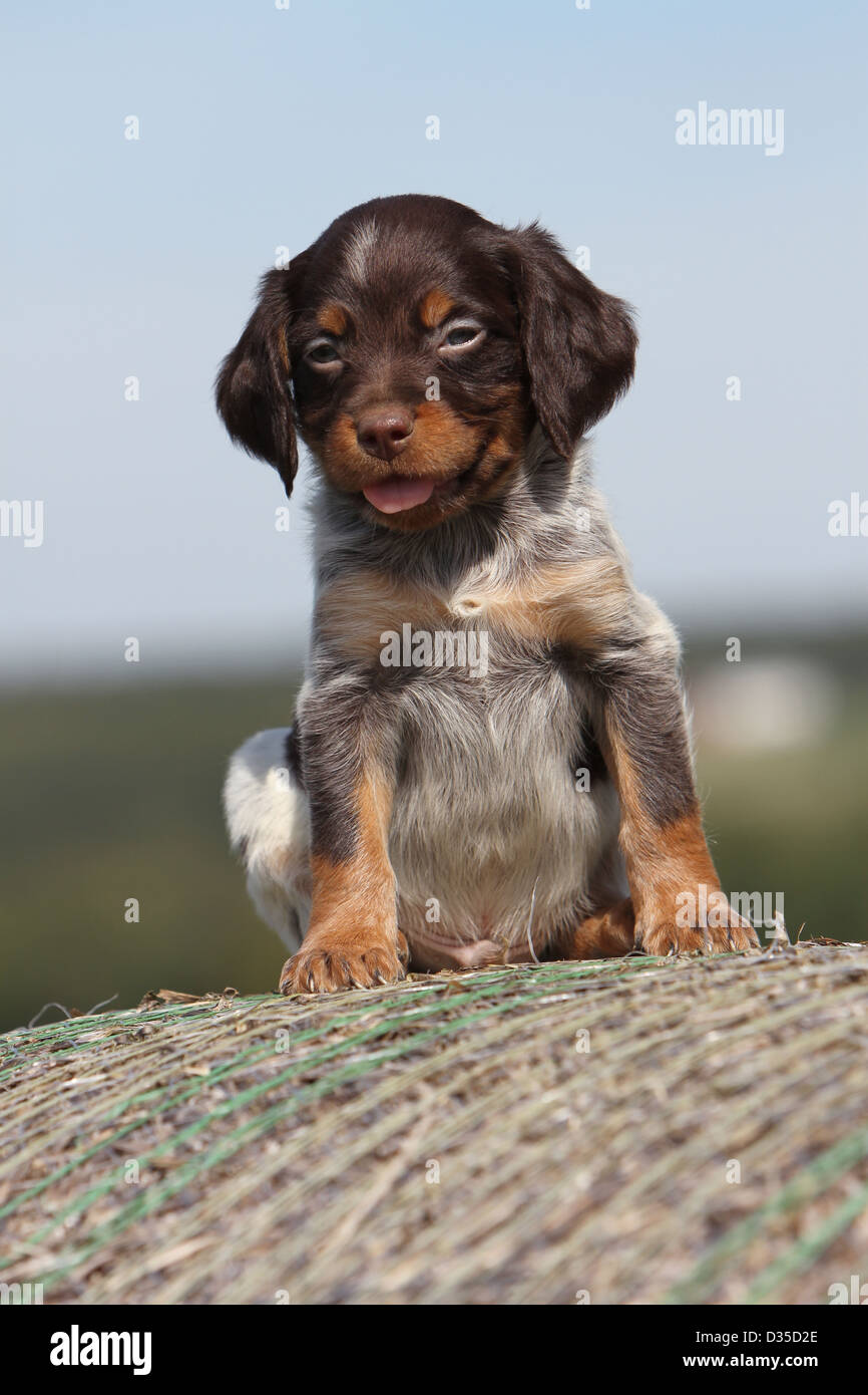 Épagneul Breton chien / chiot Epagneul Breton Photo Stock - Alamy