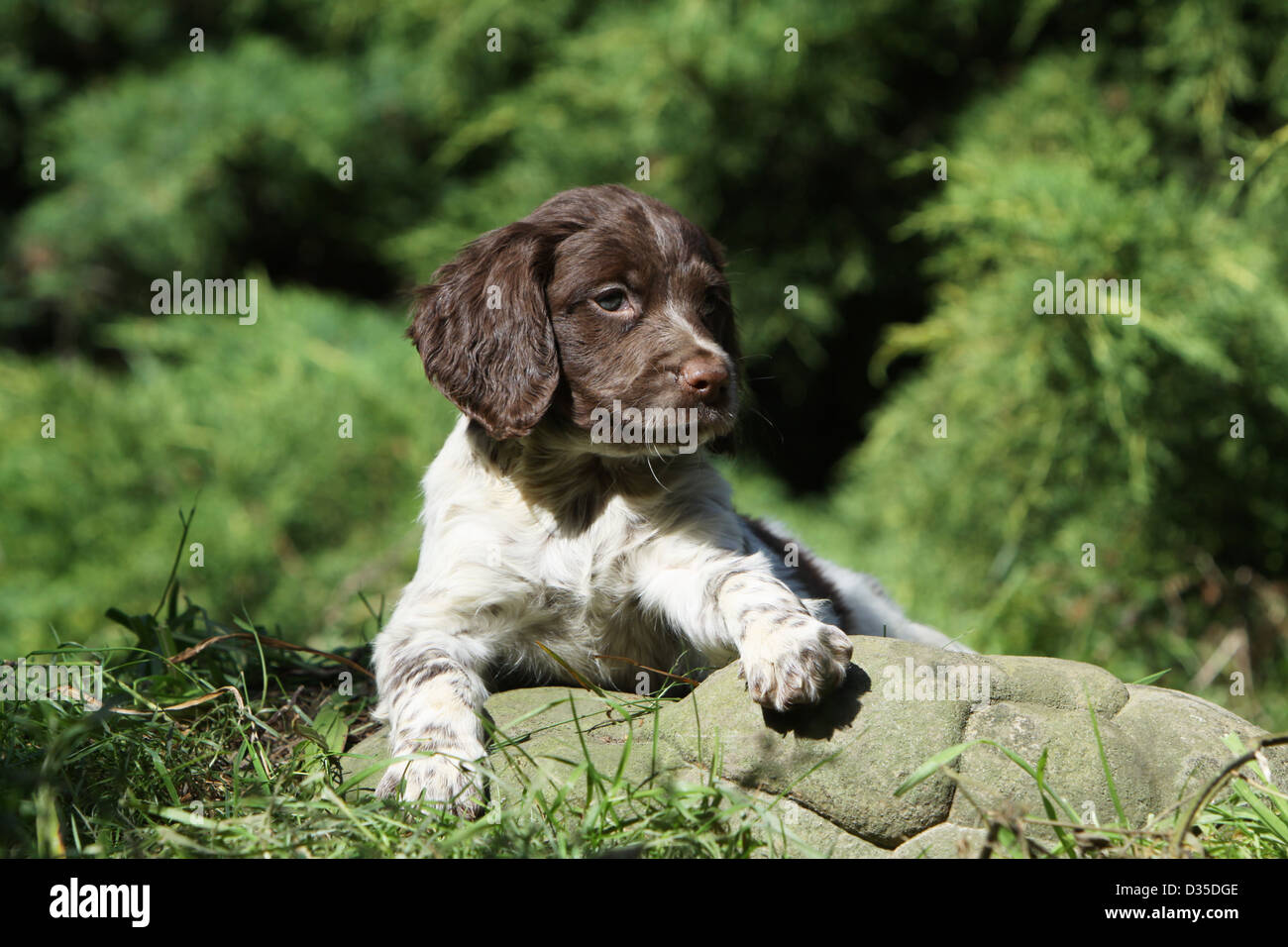 Chien Epagneul Breton Epagneul Breton Chiot Couche Sur Un Rocher Photo Stock Alamy