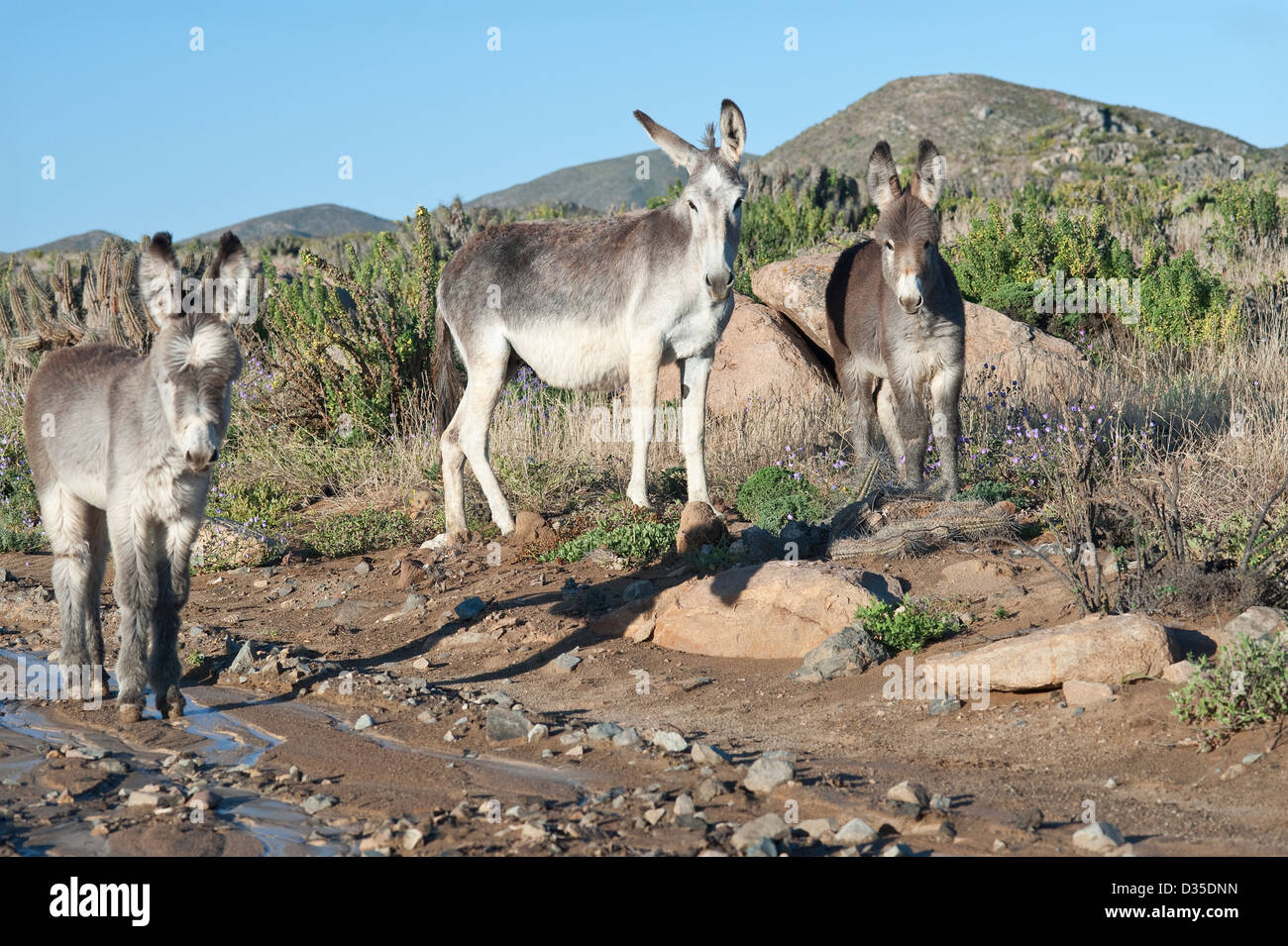 Les ânes sauvages (Equus asinus) et l'alimentation en marche aux environs de Totoral désert d'Atacama Chili Amérique du Sud Banque D'Images