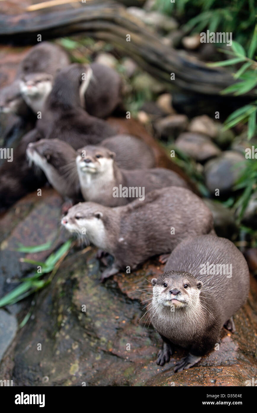 ZLS Zoo de Londres London Angleterre Grande-bretagne UK Banque D'Images