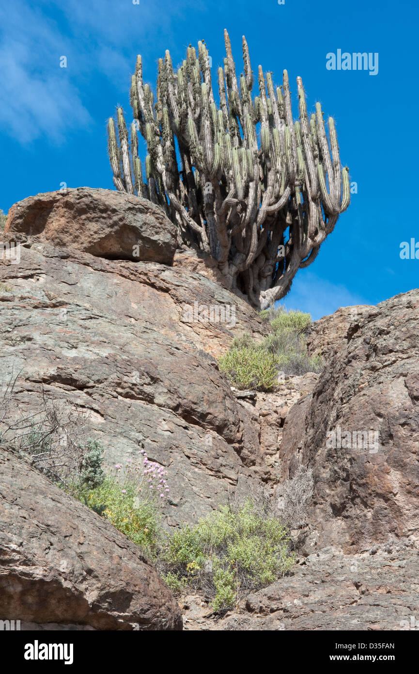 Plus de 20 var. cactus poussent dans le désert d'Atacama Chili Amérique du Sud Banque D'Images
