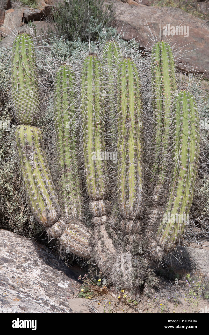 Plus de 20 var. cactus poussent dans le désert d'Atacama Chili Amérique du Sud Banque D'Images