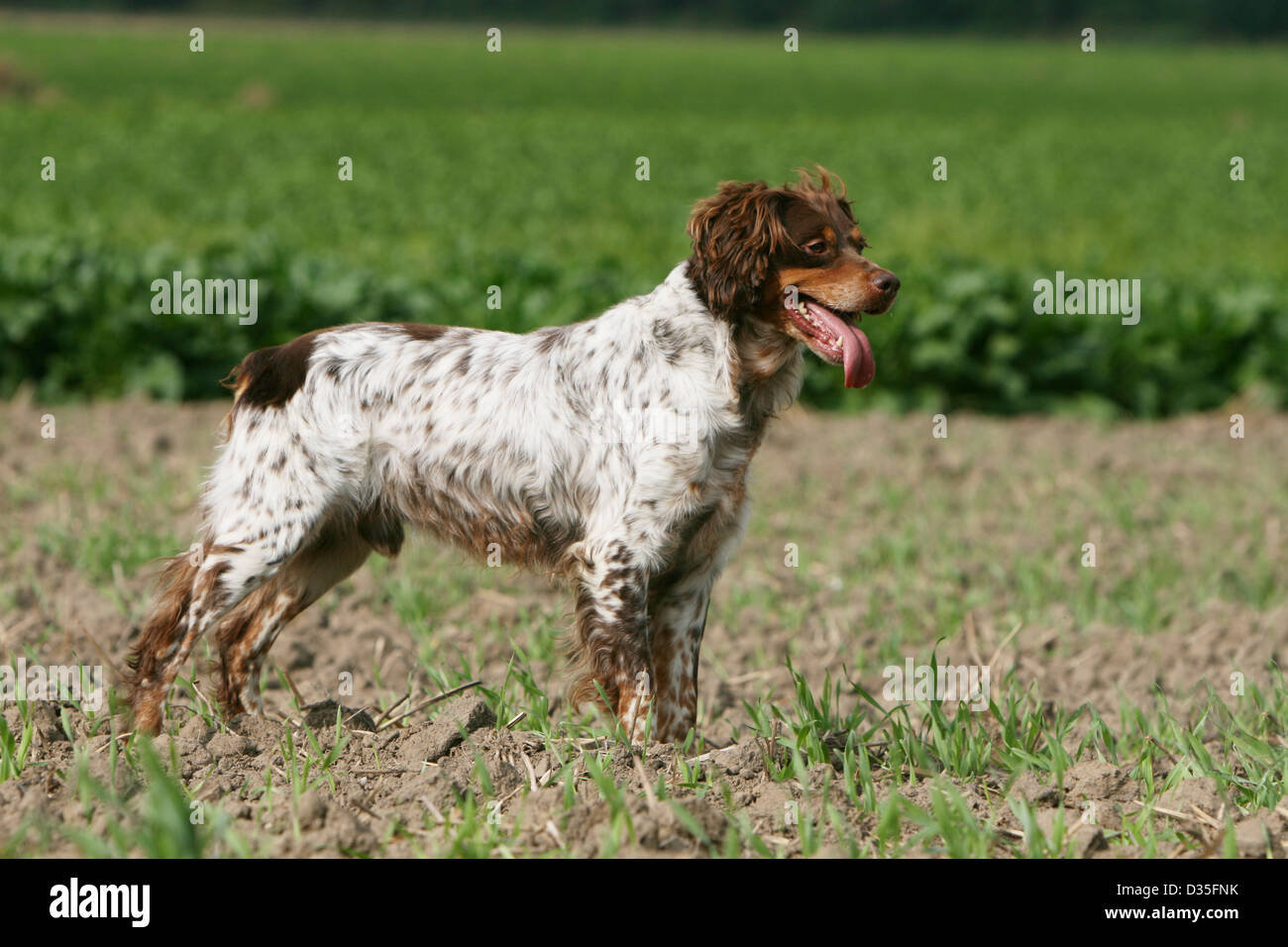 chien-pagneul-breton-epagneul-breton-tricolore-du-foie-adultes