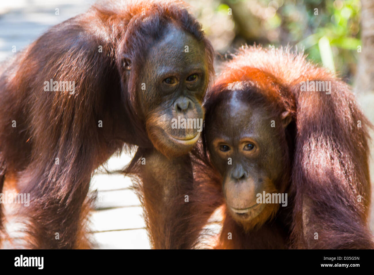 L'orang-outan, Borneo Banque D'Images