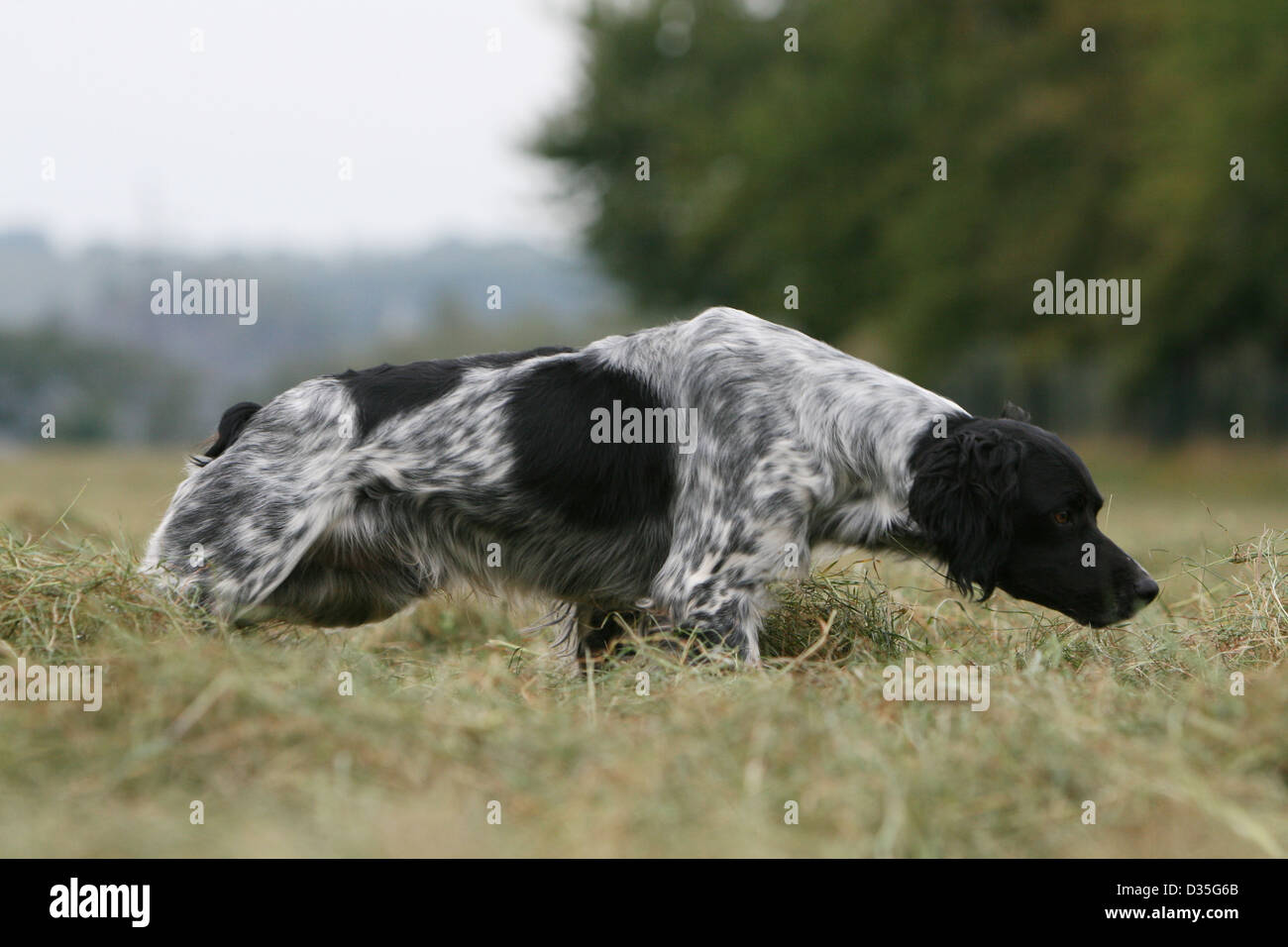 Chien épagneul Breton Epagneul Breton Adulte Noir Et