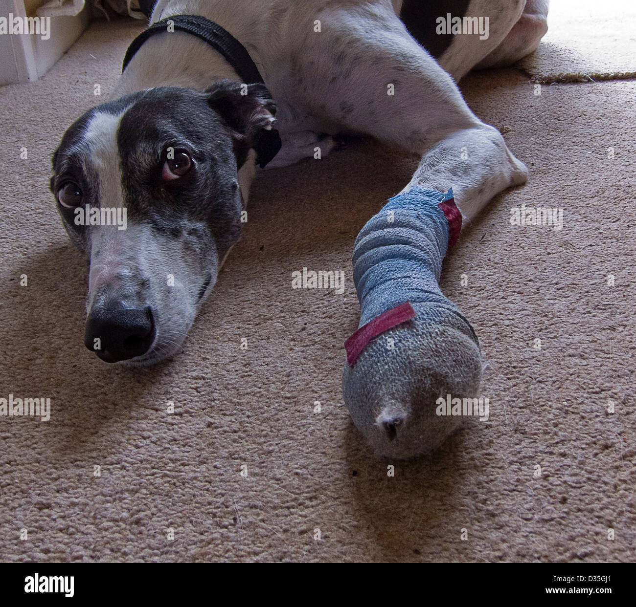 Greyhound avec patte bandée et blessés Banque D'Images