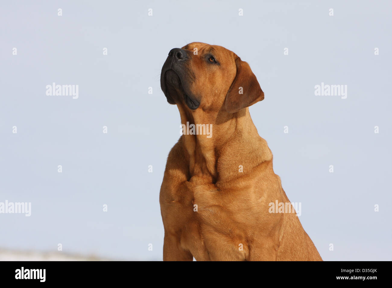 Tosa Inu chien mastiff japonais / portrait adultes Banque D'Images