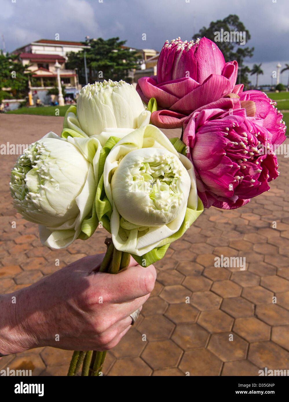 Des fleurs de lotus, au Cambodge. Ces fleurs sont un symbole du bouddhisme Banque D'Images