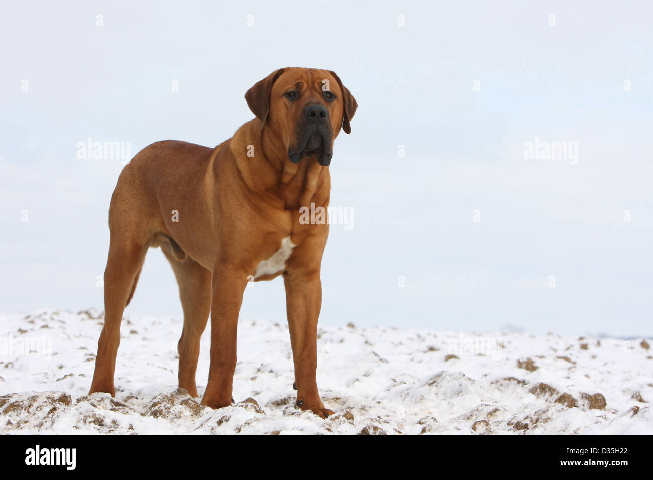 Chien Tosa Inu / Mastiff japonais permanent adultes dans la neige Banque D'Images