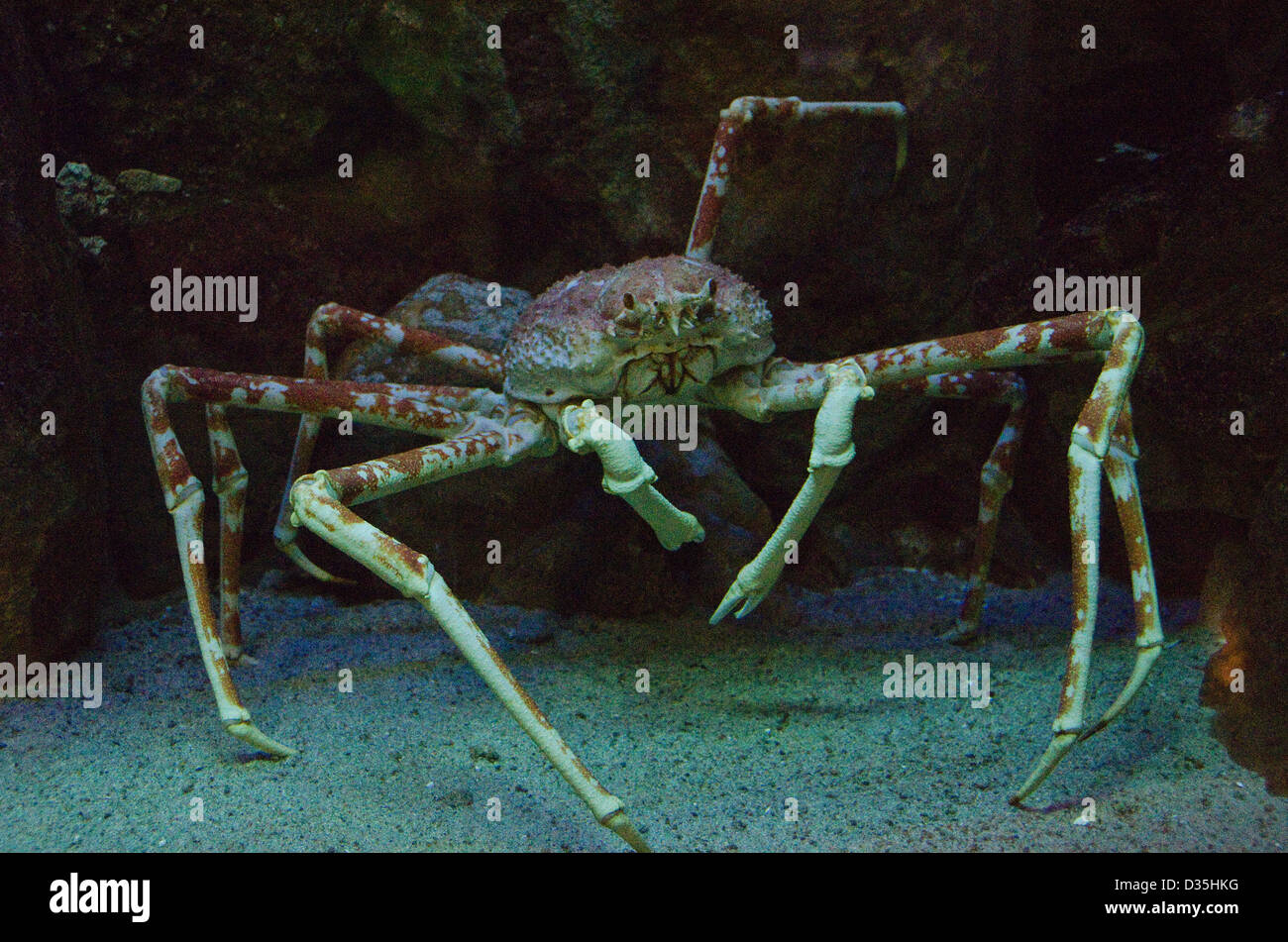 Araignée de mer japonais sous l'eau dans un aquarium au Japon Banque D'Images