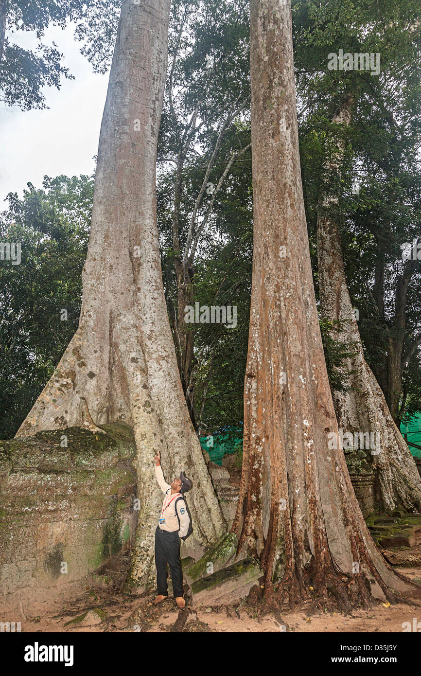 Libre de regarder d'un arbre (Tetrameles nudiflora spung) à Ta Prohm le complexe d'Angkor au Cambodge avec une échelle de l'homme cambodgien Banque D'Images