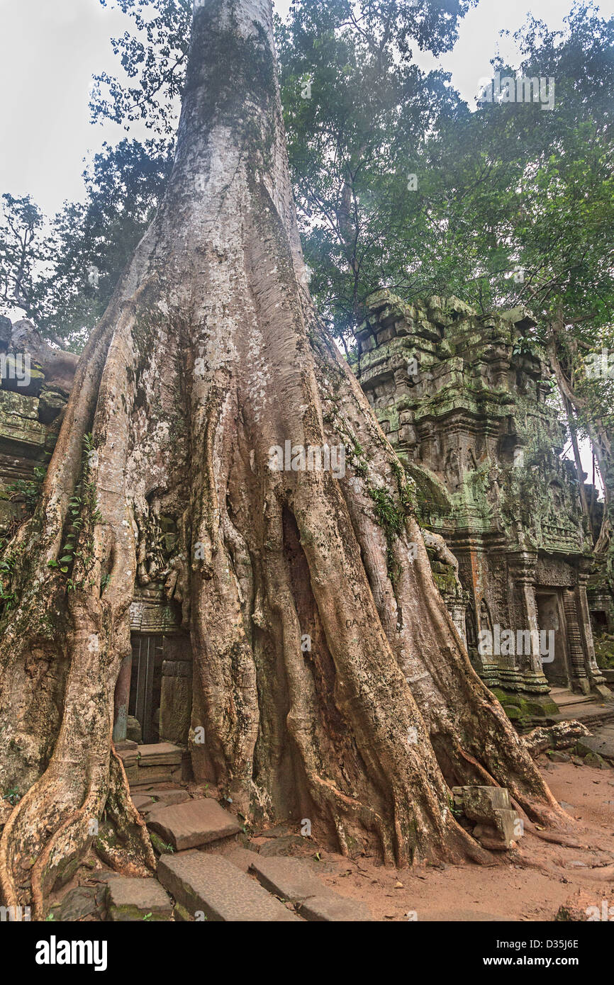 Cette combinaison des racines des arbres et les ruines s'appelle la grotte racine à Ta Prohm au complexe d'Angkor au Cambodge. Banque D'Images
