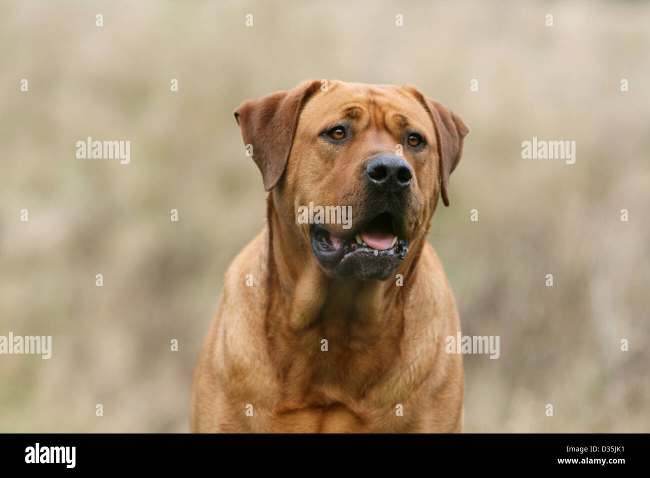 Tosa Inu chien mastiff japonais / portrait adultes Banque D'Images