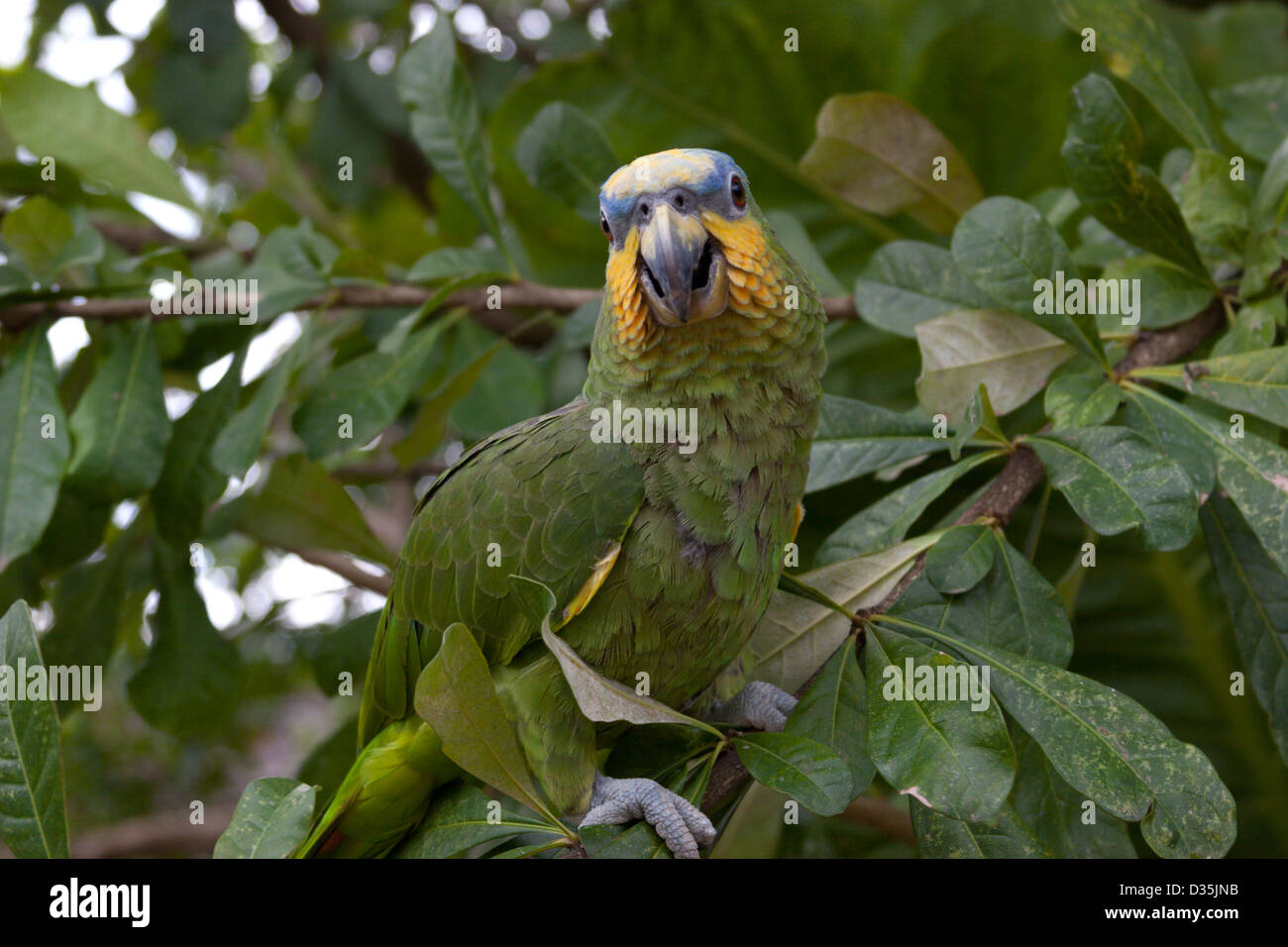 Perroquet vert lorro le plumage des oiseaux jungle Pérou Banque D'Images