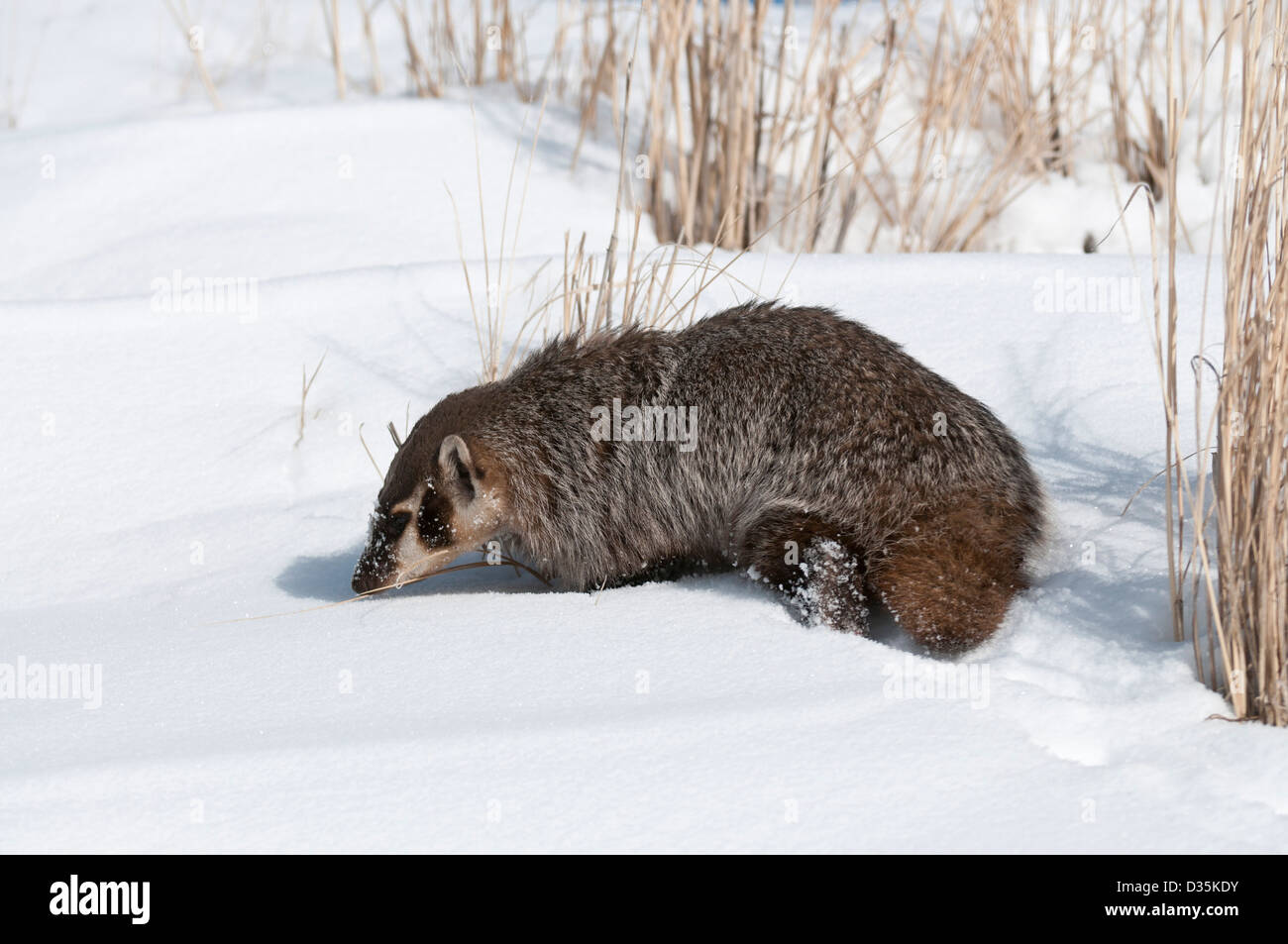 Stock photo d'un blaireau d'amérique du nord en hiver. Banque D'Images