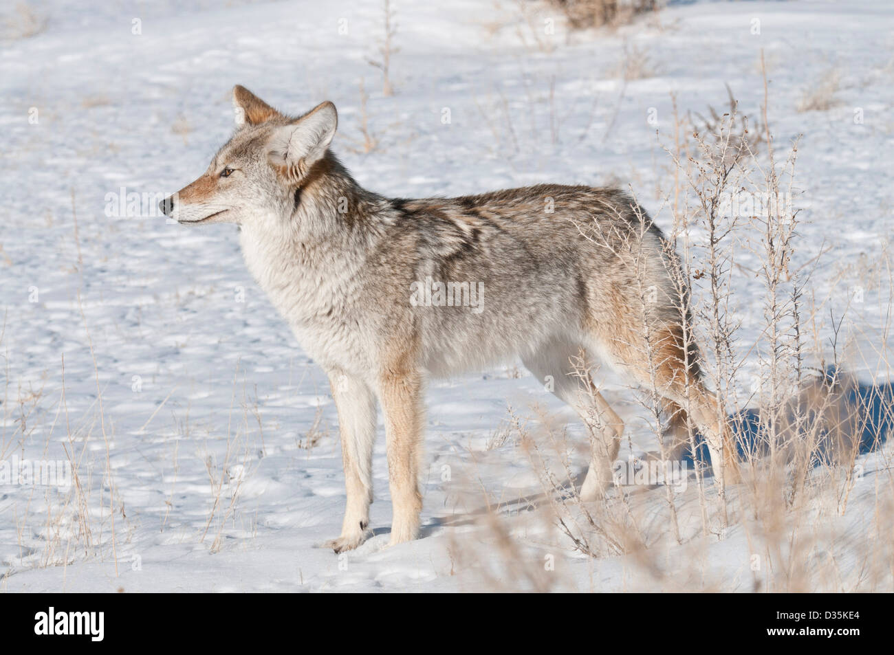 Stock photo d'un coyote dans un champ neigeux. Banque D'Images