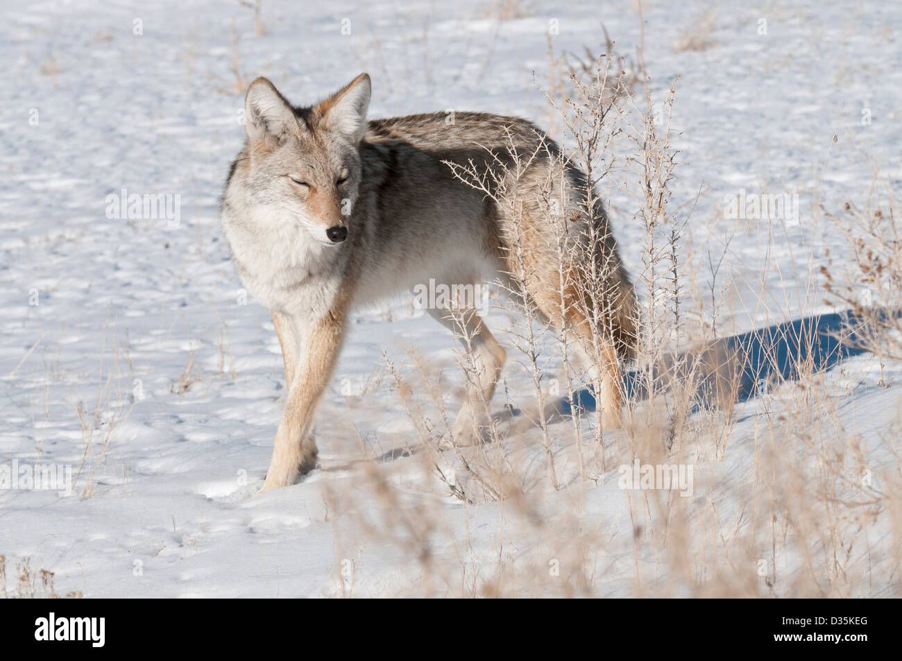 Stock photo d'un coyote dans un champ neigeux. Banque D'Images