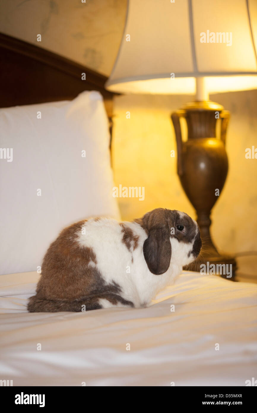 Un petit lapin nain de Hollande est assis sur le lit dans une chambre d'hôtel Banque D'Images