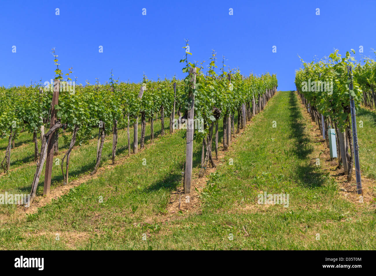 Styrie Toscane près de vignoble Gamlitz, Styrie, Autriche Banque D'Images
