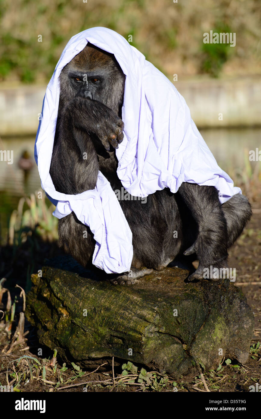 Un gorille de plaine de l'Ouest à l'aide d'une couverture pour l'ombre au zoo de Bristol. Banque D'Images