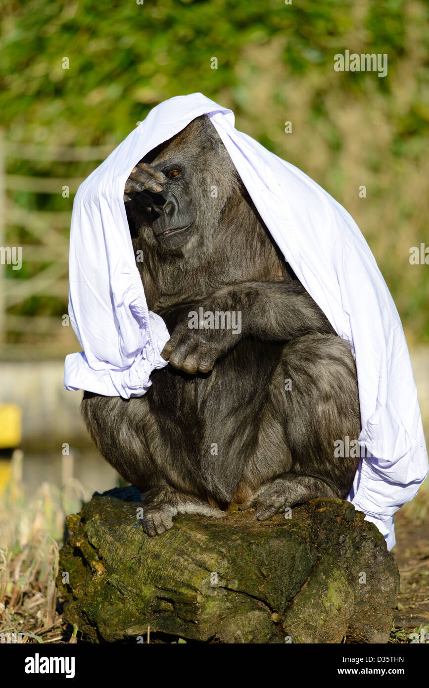 Un gorille de plaine de l'Ouest à l'aide d'une couverture pour l'ombre au zoo de Bristol. Banque D'Images