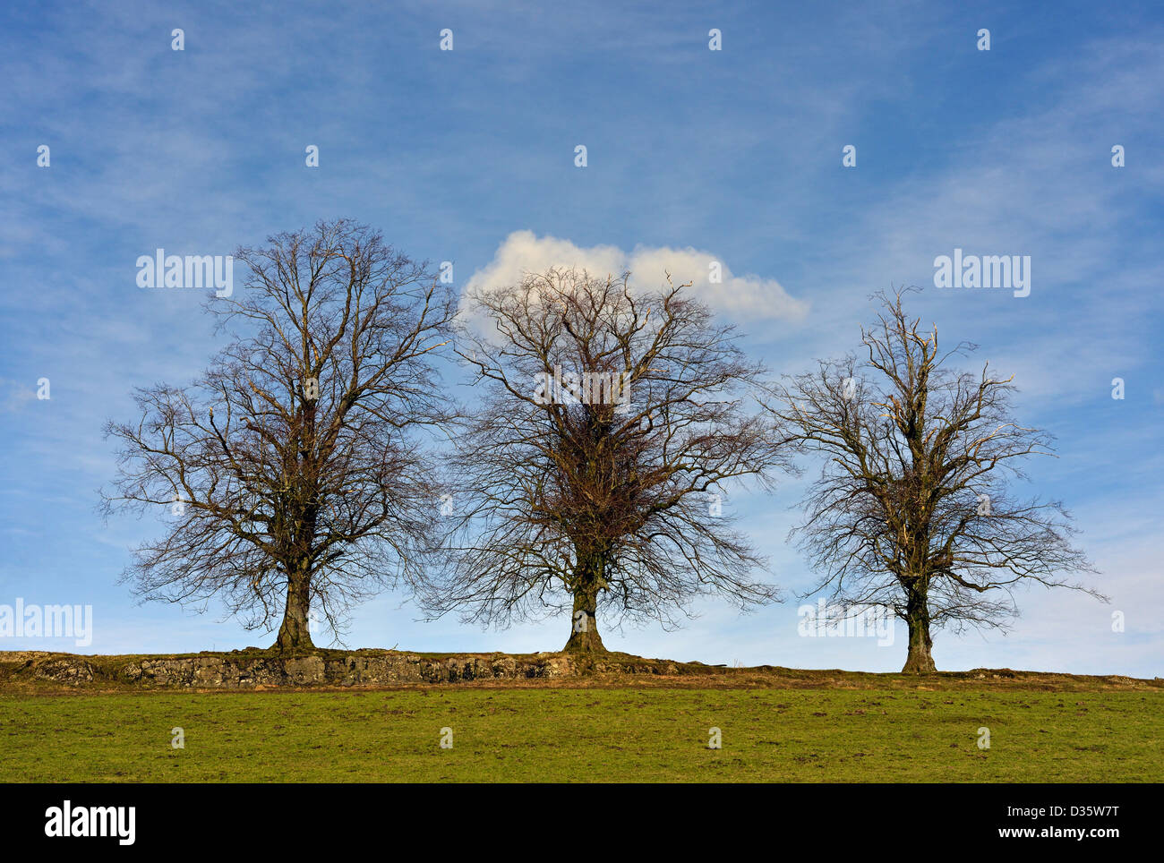 Trois arbres en hiver. Plutôt Heath, Parc National de Lake District, Cumbria, Angleterre, Royaume-Uni, Europe. Banque D'Images