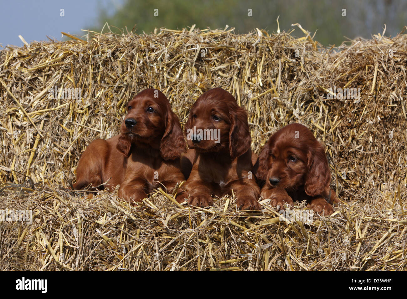 Chien Setter Irlandais Rouge Trois Chiots Setter Couche Sur La Paille Photo Stock Alamy