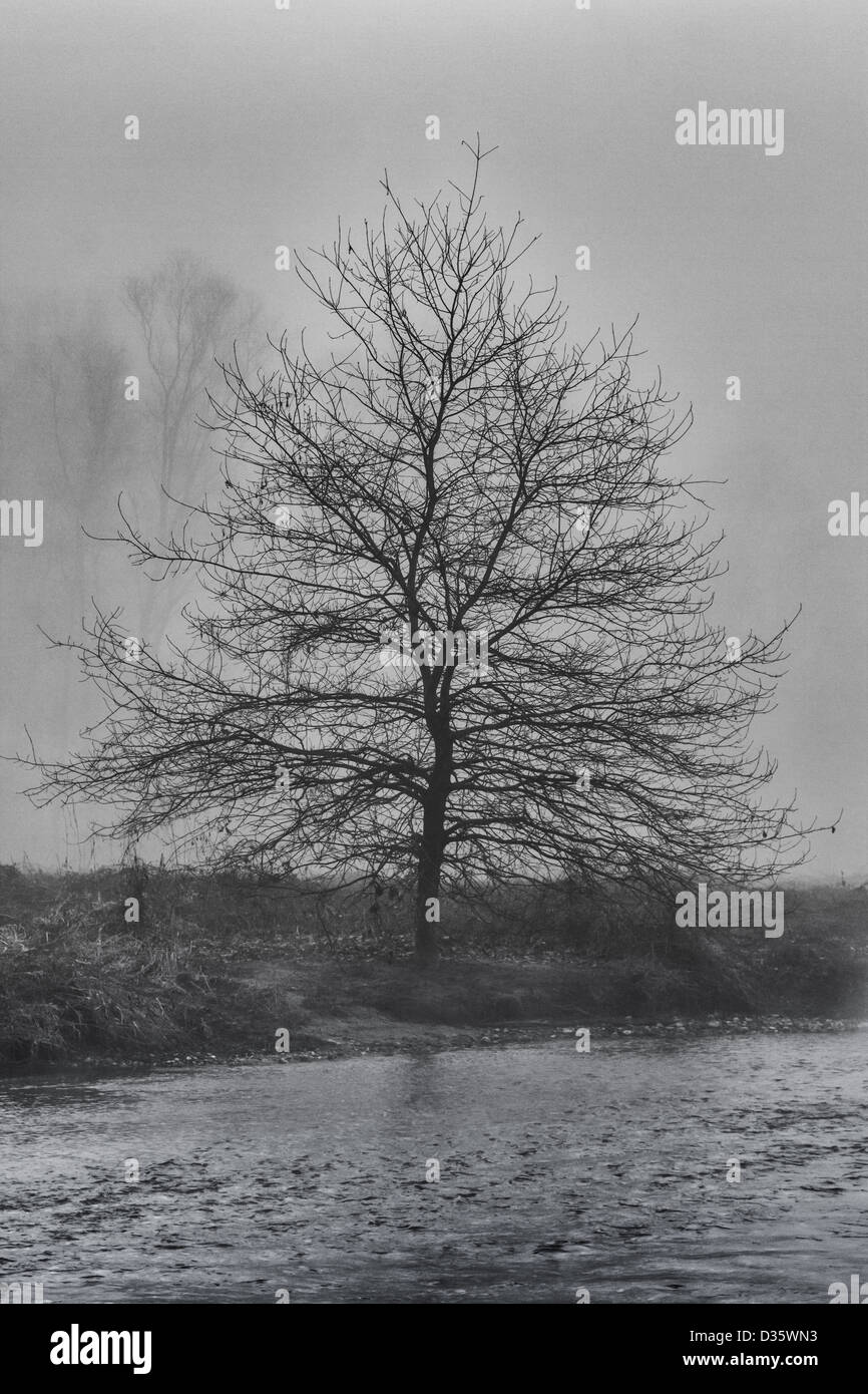 Un arbre solitaire sur un matin brumeux en Italie Banque D'Images