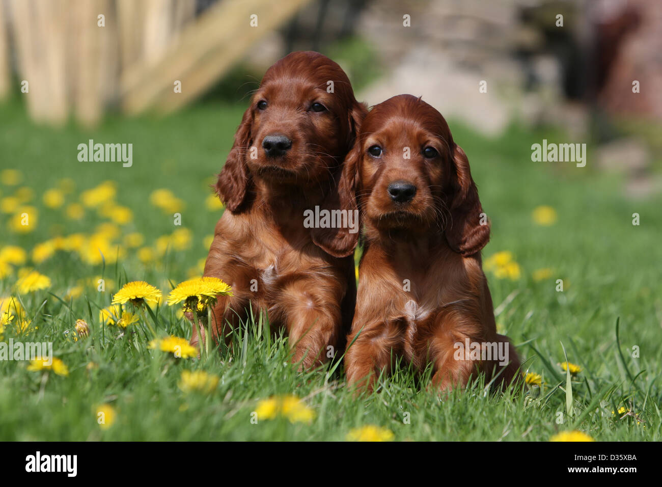 Chien Setter Irlandais rouge Setter / deux chiots assis dans un pré Photo  Stock - Alamy