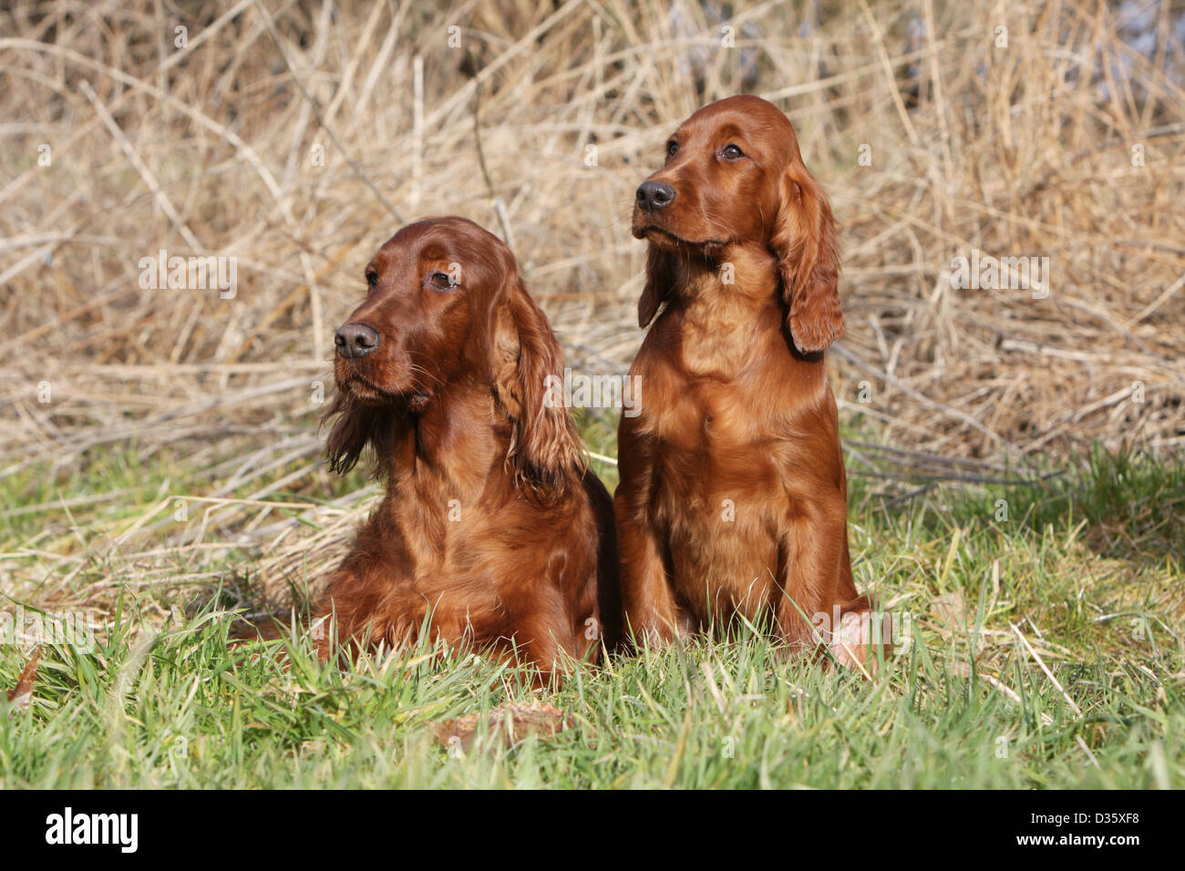 Chien Setter Irlandais rouge Setter adulte et chiot dans un pré Banque D'Images