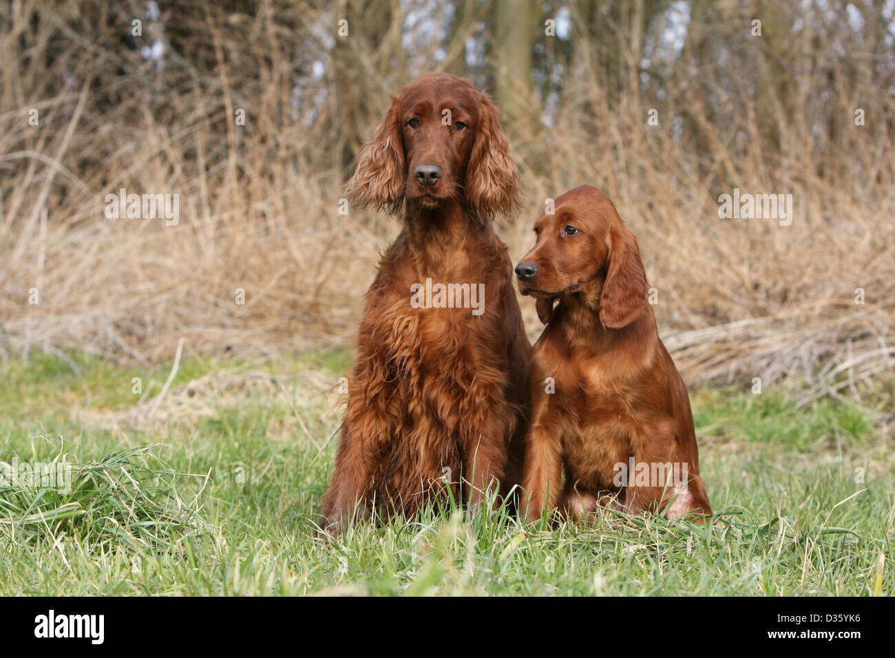 Chien Setter Irlandais rouge Setter adulte et chiot assis dans un pré Banque D'Images