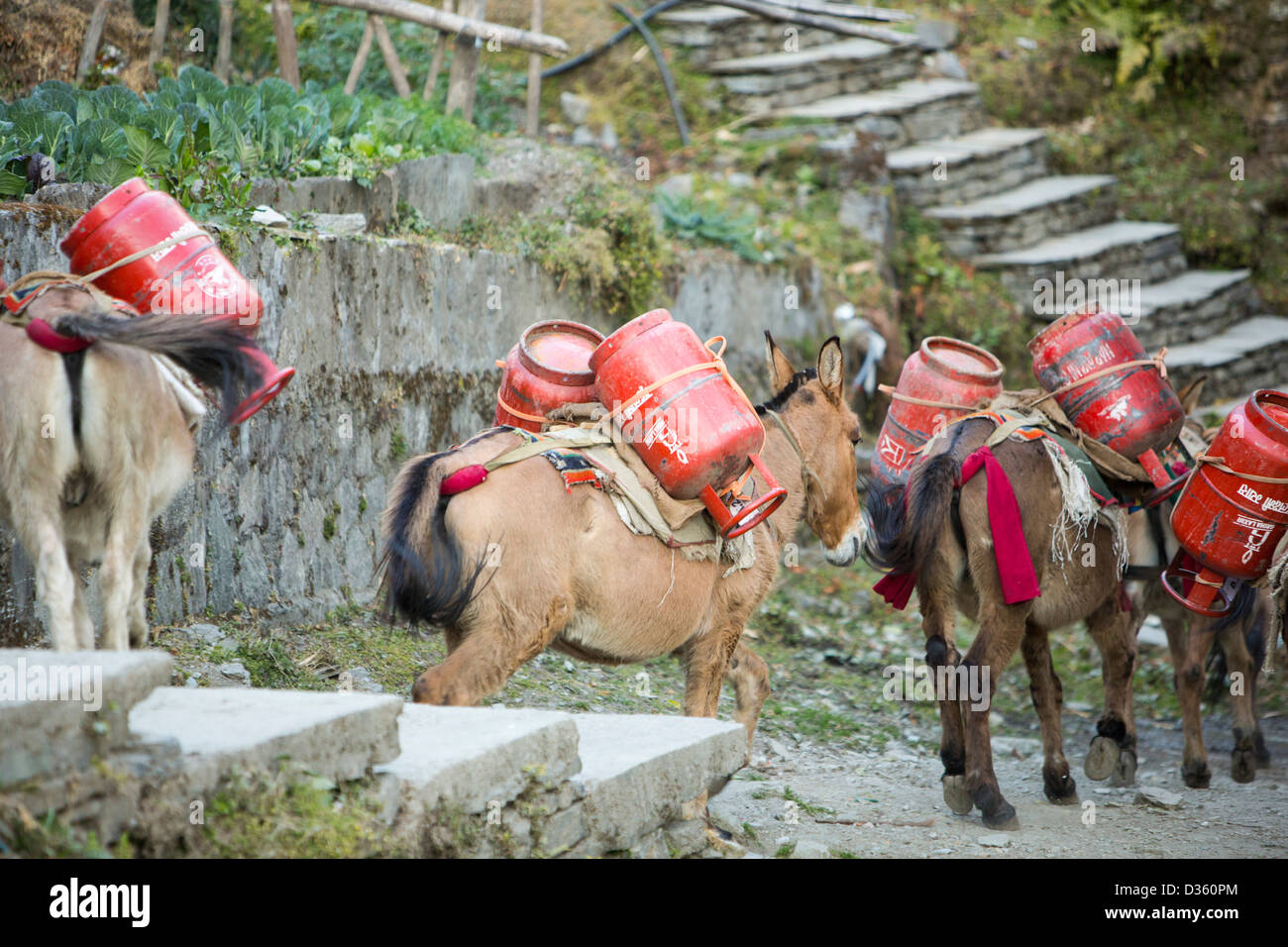 Une mule train de transporter des charges de bouteilles de gaz à proximité  de Machapuchare ou le saint, queue de poisson dans la crête de l'Himalaya,  de l'Annapurna Photo Stock - Alamy