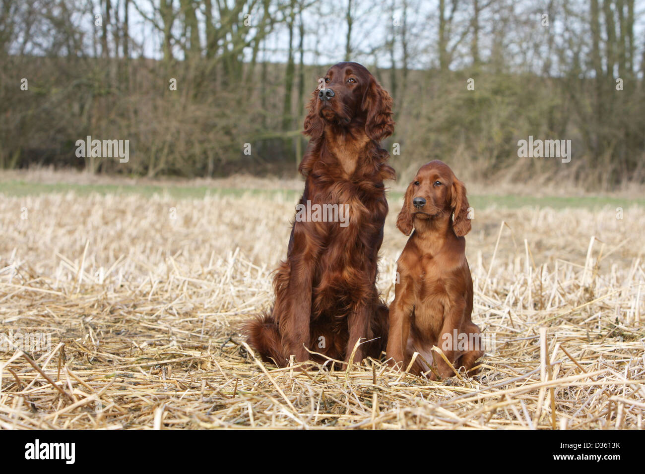 Chien Setter Irlandais rouge Setter adulte et chiot assis dans un champ Banque D'Images