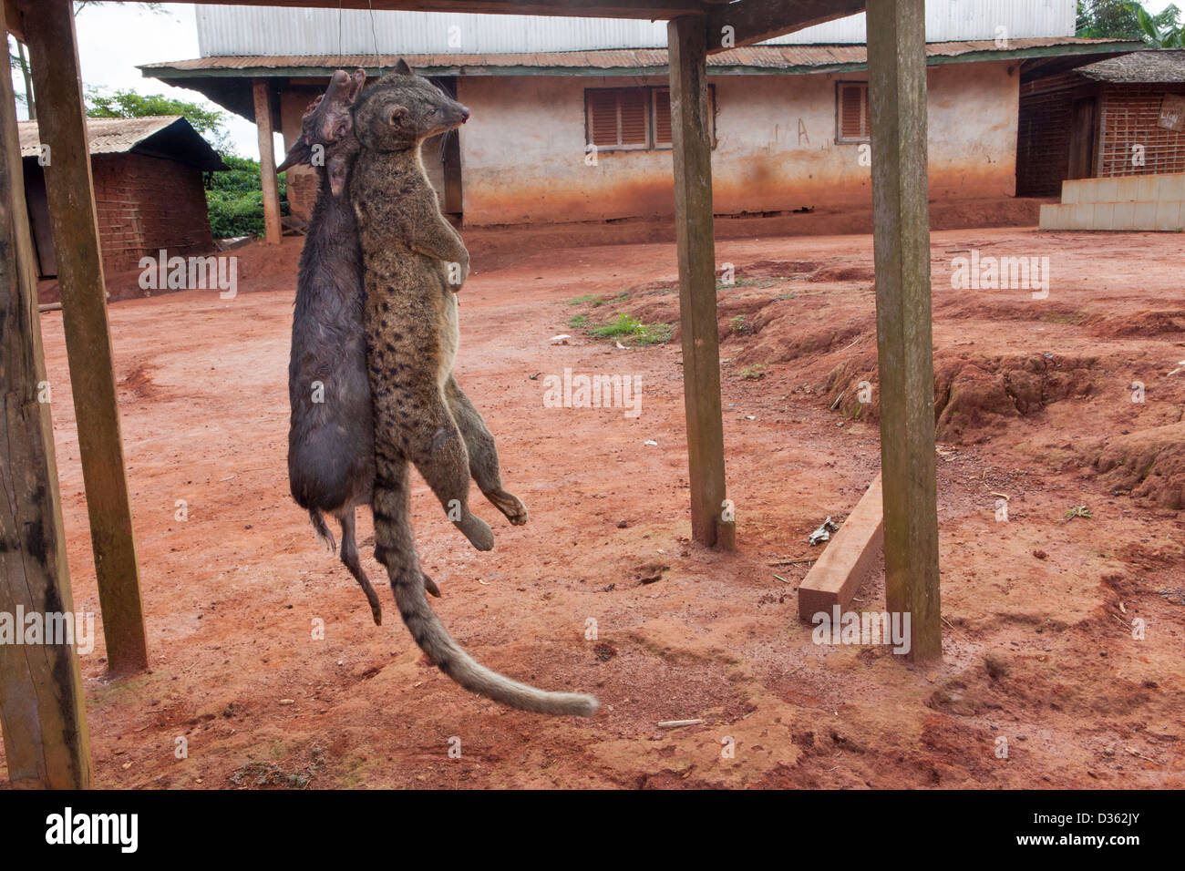 Le CAMEROUN, 2 octobre 2012 : de la viande de brousse à vendre dans un village de la forêt. Banque D'Images