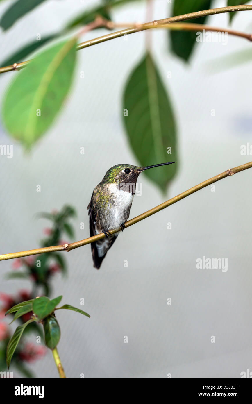 Ruby-Throated (Hummingbird Archilochus colubris) perché dans le sud de la Floride en hiver Banque D'Images