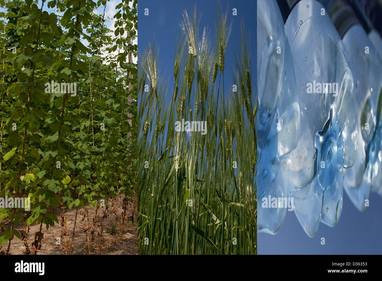 Montage de houblon, l'orge et l'eau utilisée dans la fabrication de la bière Banque D'Images