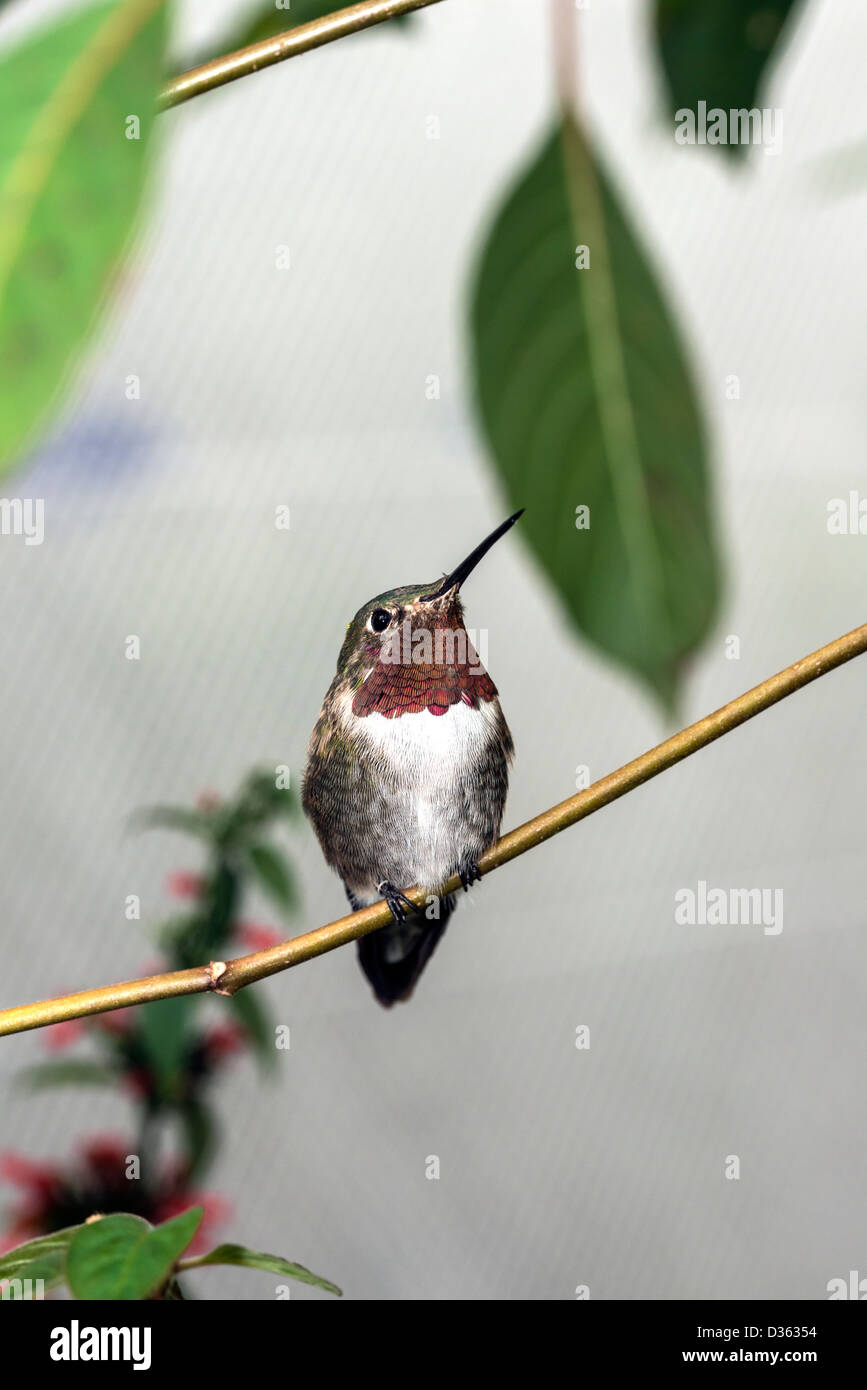 Ruby-Throated (Hummingbird Archilochus colubris) perché dans le sud de la Floride en hiver Banque D'Images