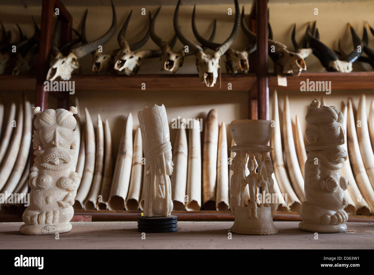 Le CAMEROUN, 3 octobre 2012 : l'ivoire sculpté et des défenses d'éléphant confisqués par le ministère des Forêts et de la faune. Banque D'Images